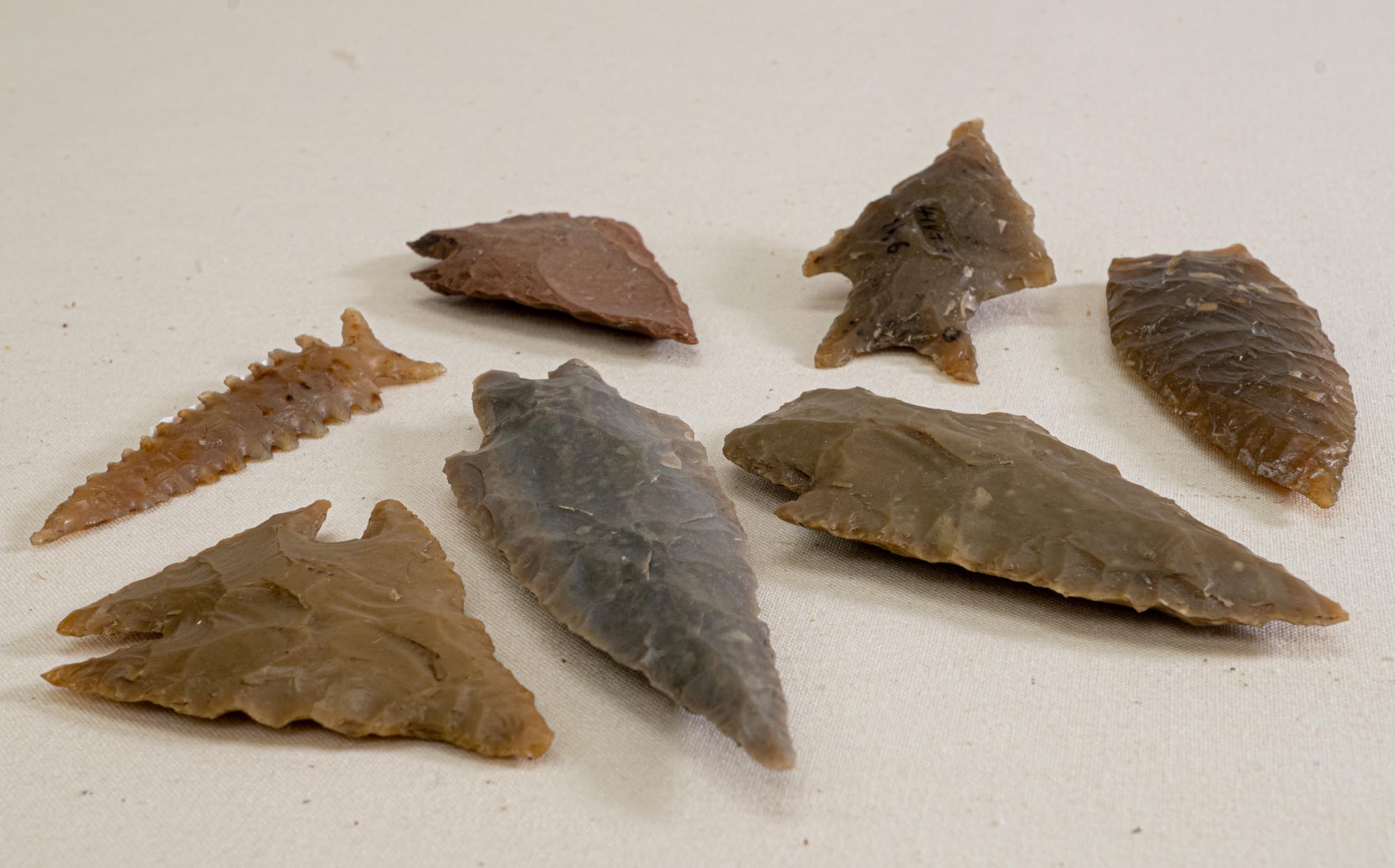 Scallorn points, an assortment of projectile points, from the collections at the Museum of the Coastal Bend