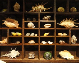 cabinet of curiosities