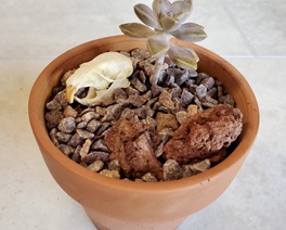 image of a skull terrarium