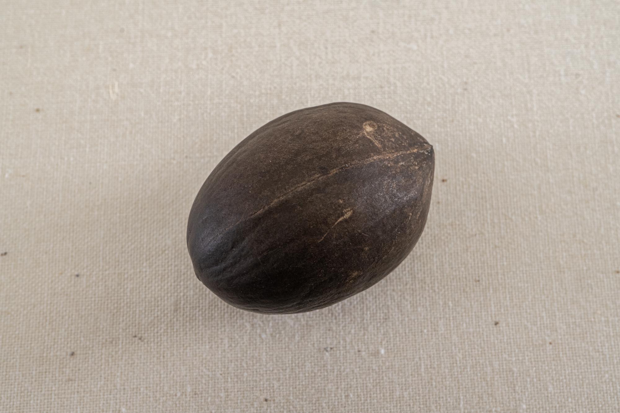 Pecan at the Museum of the Coastal Bend