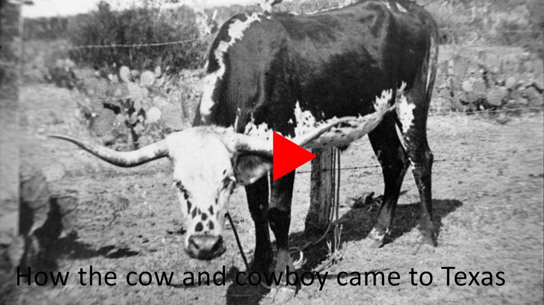 How the cow and cowboy came to Texas video