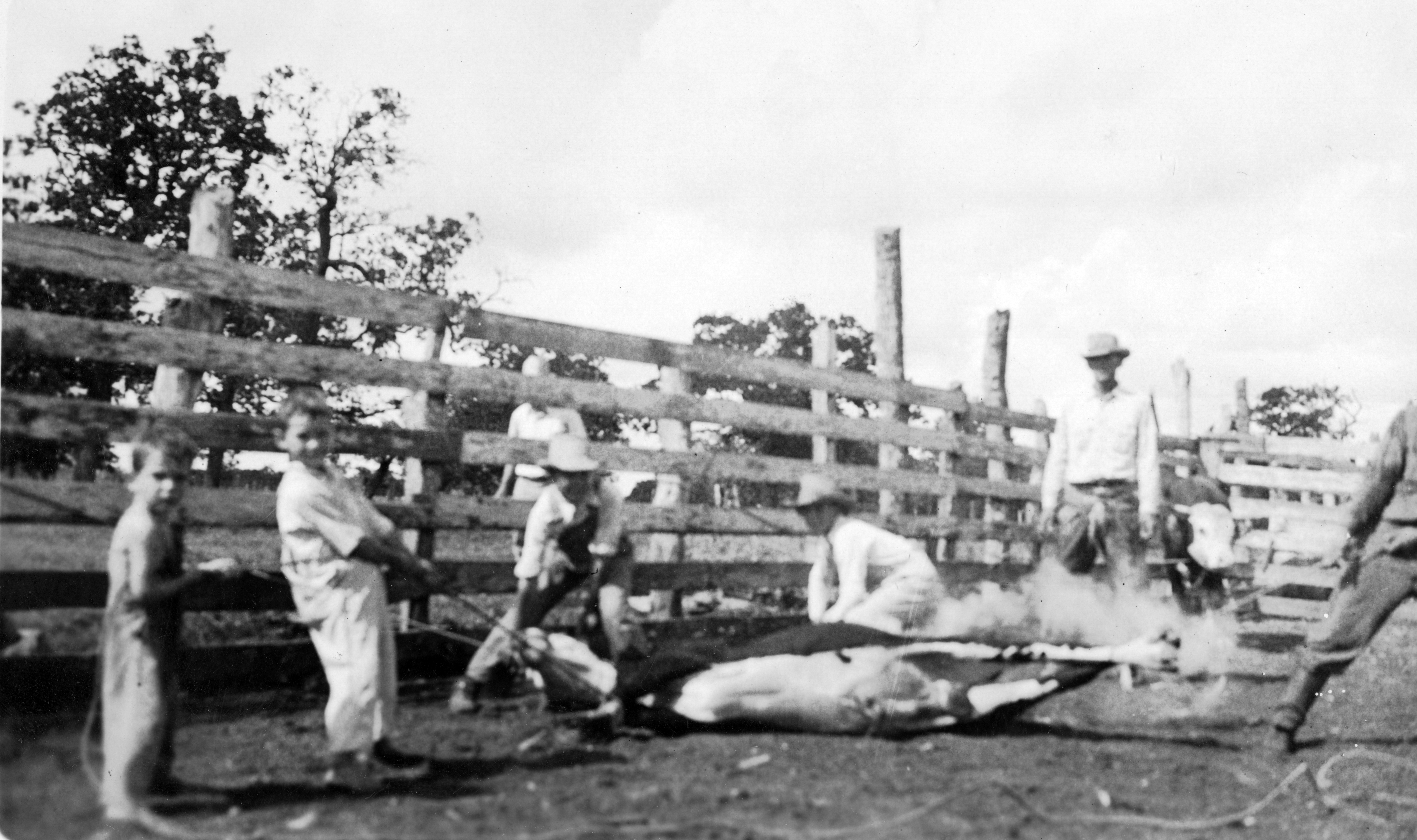 Children assisting with ranch work.