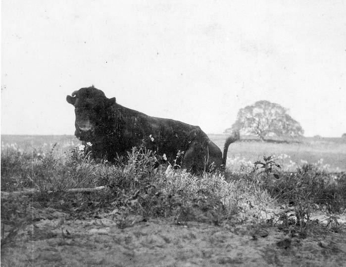 Bull laying in a pasture. Image is courtesy of the Louise O'Connor Collection.