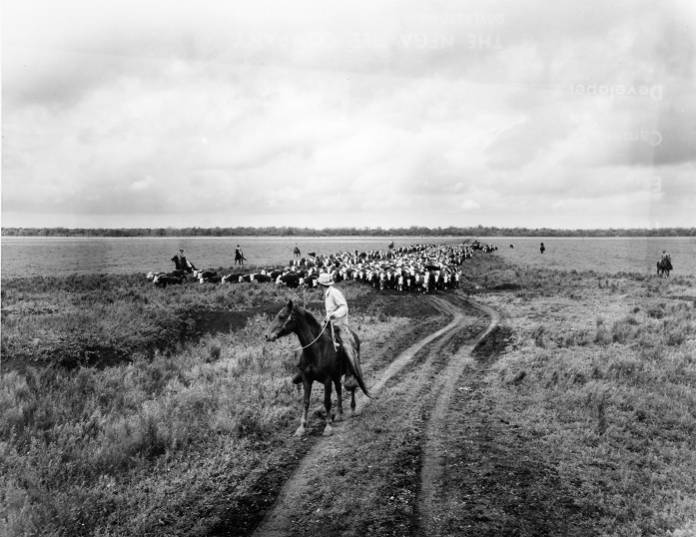 Cowboys driving cattle. Image is courtesy of the Louise O'Connor Collection.