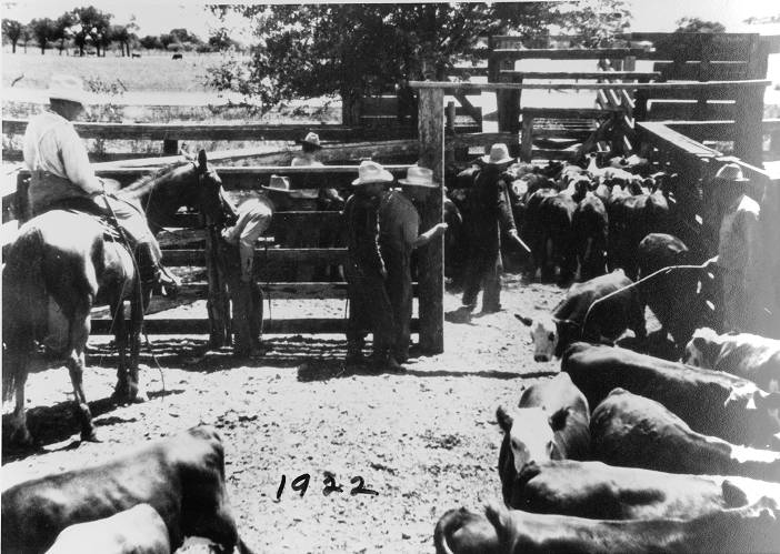 Cattle being loaded into cattle shoots in 1922. Image is courtesy of the Louise O'Connor Collection.