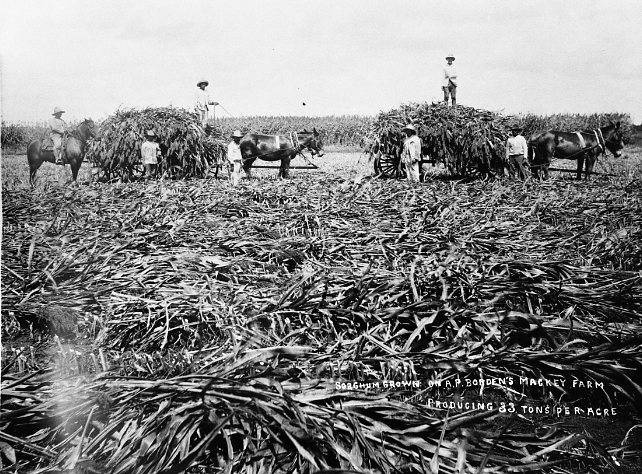 Sorghum harvest at A.P. Borden's Mackey Farm. Image is courtesy of Victoria Regional History Center, Victoria College/University of Houston-Victoria Library.